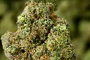 Goji OG Indoor MACRO 5-28-26.webp