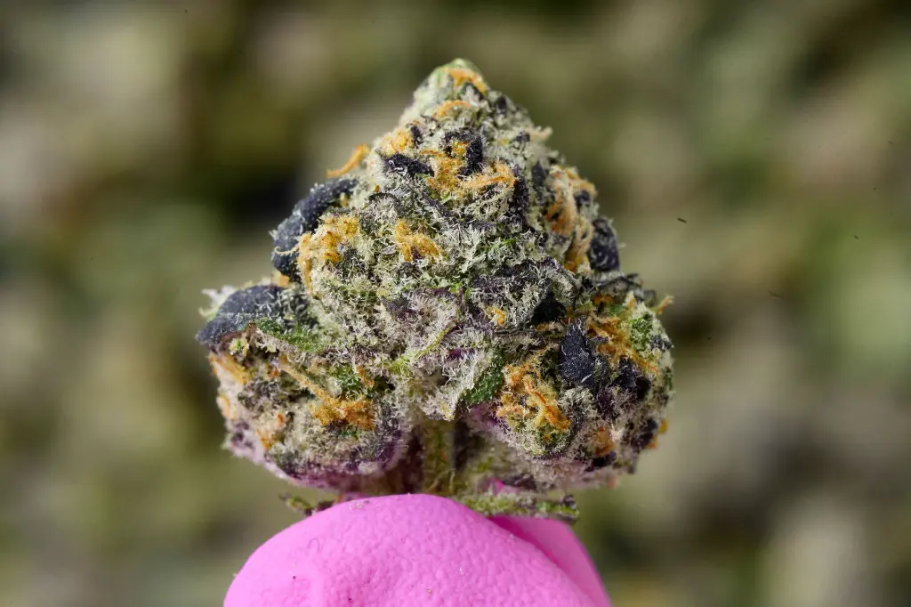 Violet Meadows Meds 5-28-26 MACRO.webp