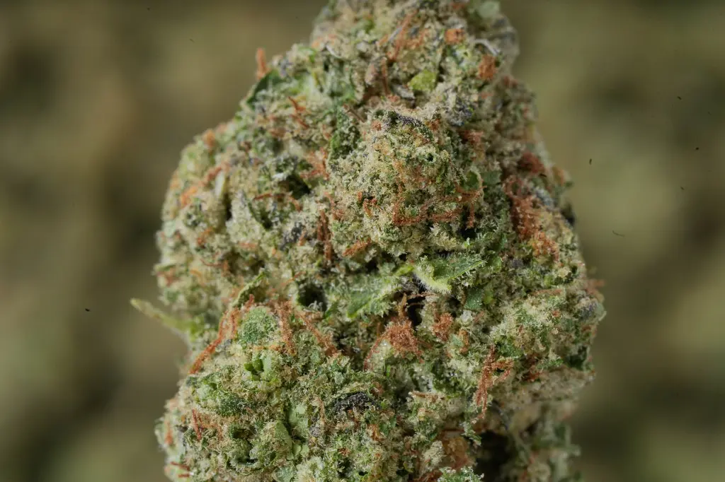 Triangle Kush MACRO 6-2-26.webp