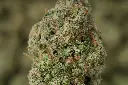 Triangle Kush MACRO 6-2-26.webp