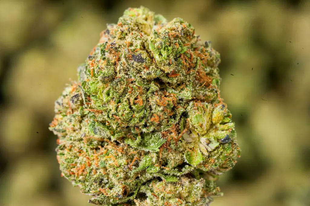 Superglue 6-2-26 MACRO (1).webp