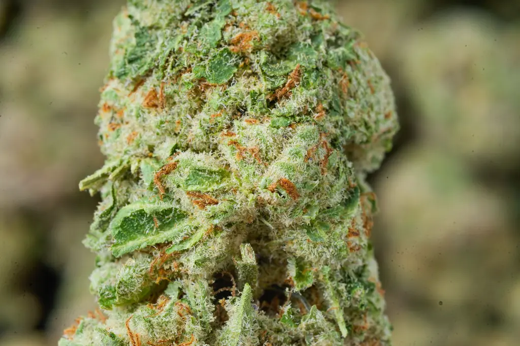 SinMintCookies 6-5-26 MACRO.webp