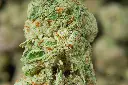 SinMintCookies 6-5-26 MACRO.webp