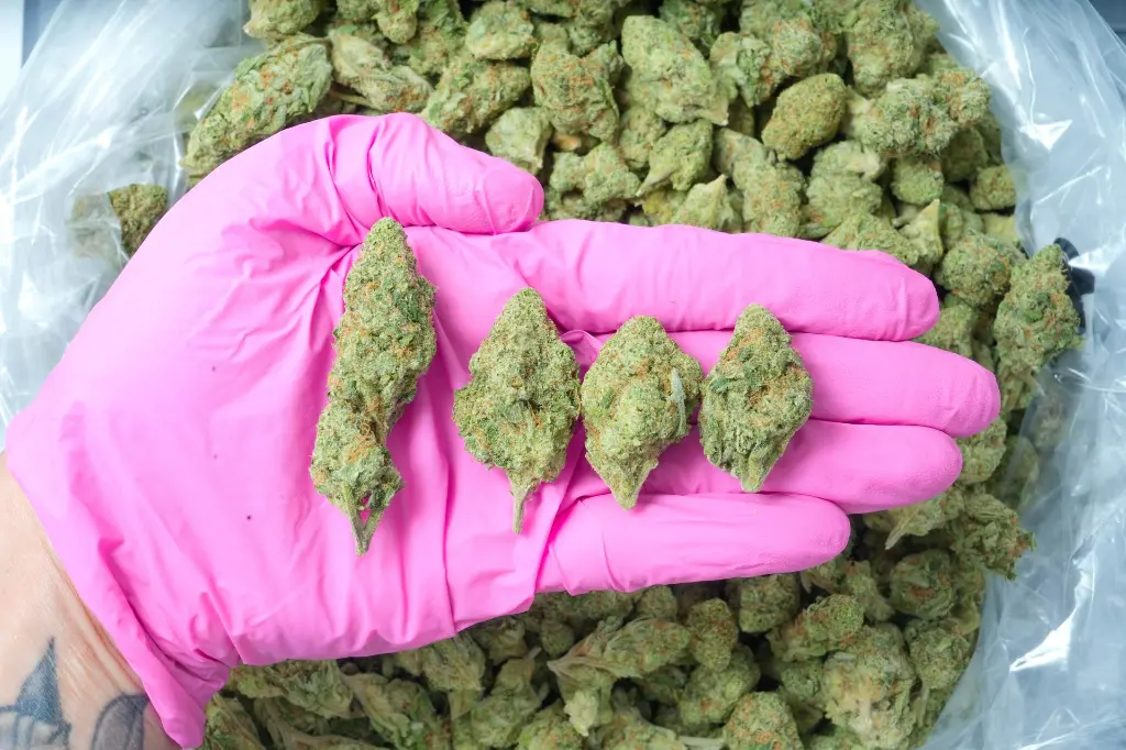 Sundae Driver 6-4-26 PINK (1).webp