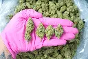Sundae Driver 6-4-26 PINK (1).webp