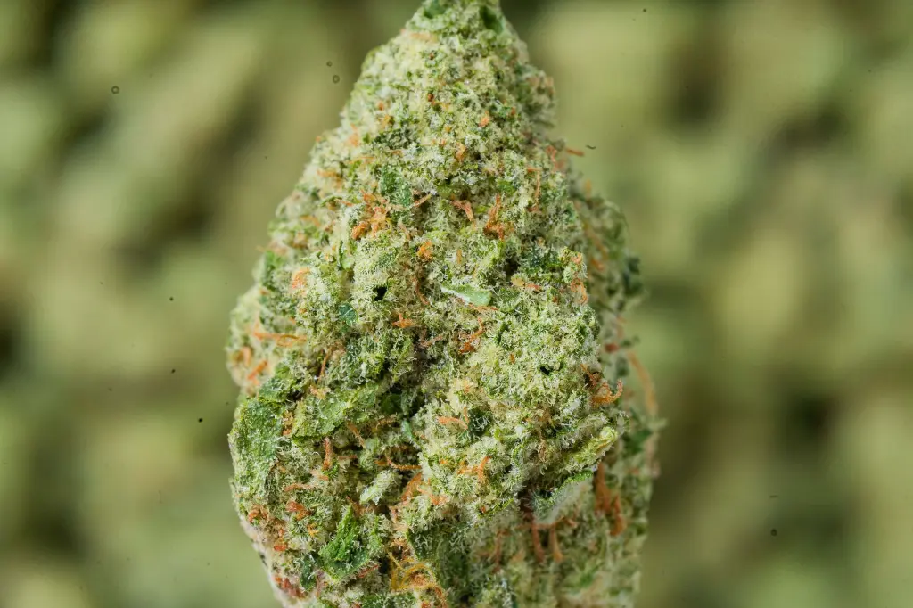 Sundae Driver 6-4-26 MACRO (1).webp