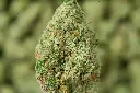 Sundae Driver 6-4-26 MACRO (1).webp
