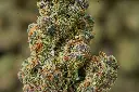 Trop Santo 6-4-26 MACRO (1).webp