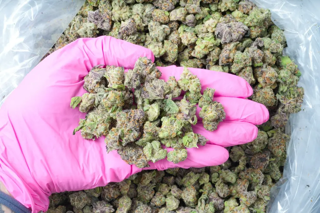 Shishkaberry Med 6-8-26 PINK.webp