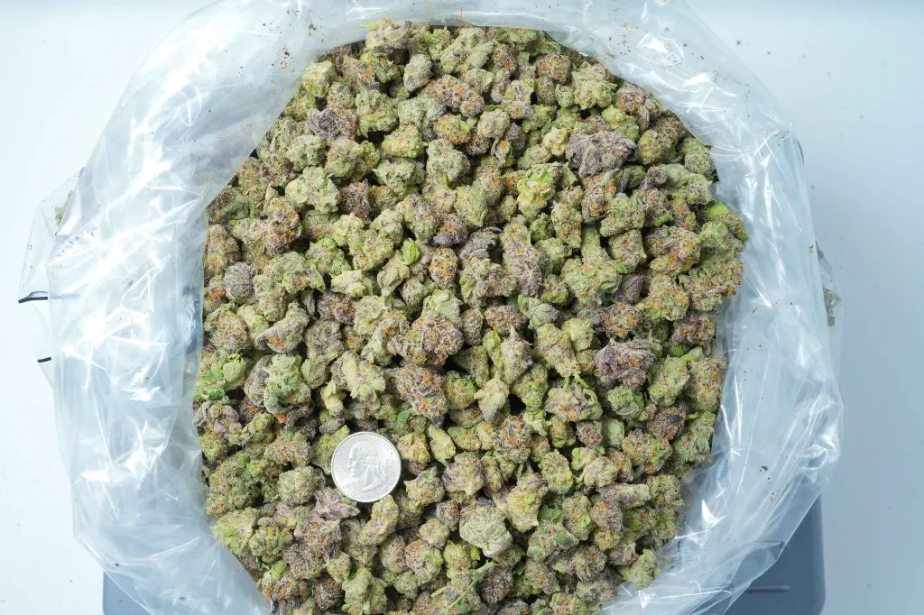 Shishkaberry Med 6-8-26 BAG.webp