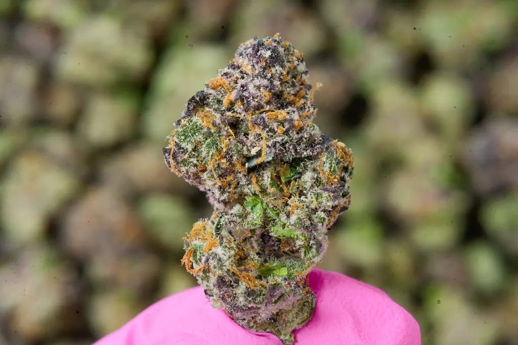 Shishkaberry Med 6-8-26 MACRO.webp