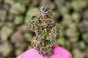 Shishkaberry Med 6-8-26 MACRO.webp