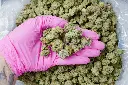 Caramellow Kush Smalls 6-26 PINK.webp
