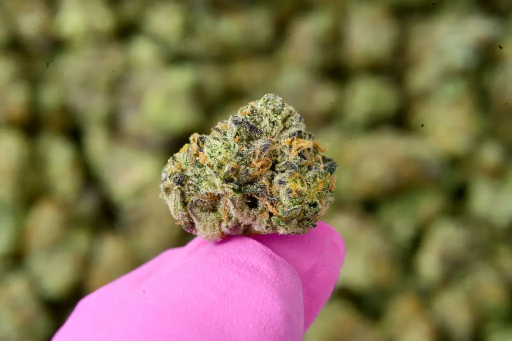 Caramellow Kush Smalls 6-26 MACRO.webp