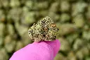 Caramellow Kush Smalls 6-26 MACRO.webp