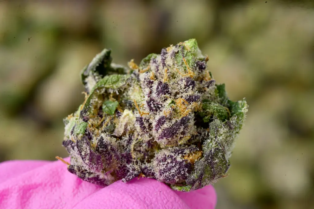Violet Meadows Smalls 6-9-26 MACRO (1).webp