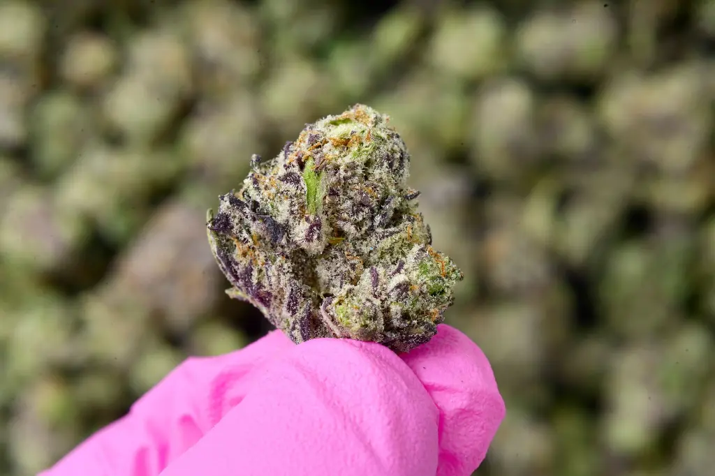 Slurty Smalls 6-9-26 MACRO.webp