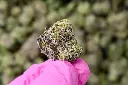 Slurty Smalls 6-9-26 MACRO.webp