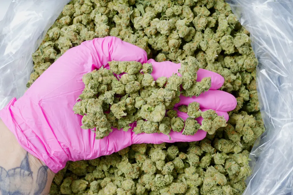 Apple Sherbet Smalls 6-10-26 PINK.webp