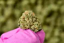 Apple Sherbet Smalls 6-10-26 MACRO (1).webp