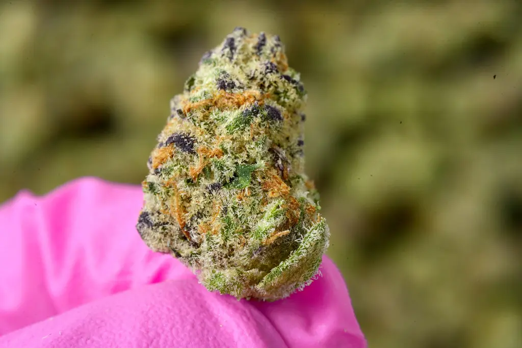 Hooch Smalls 6-10-26 MACRO.webp