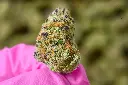 Hooch Smalls 6-10-26 MACRO.webp