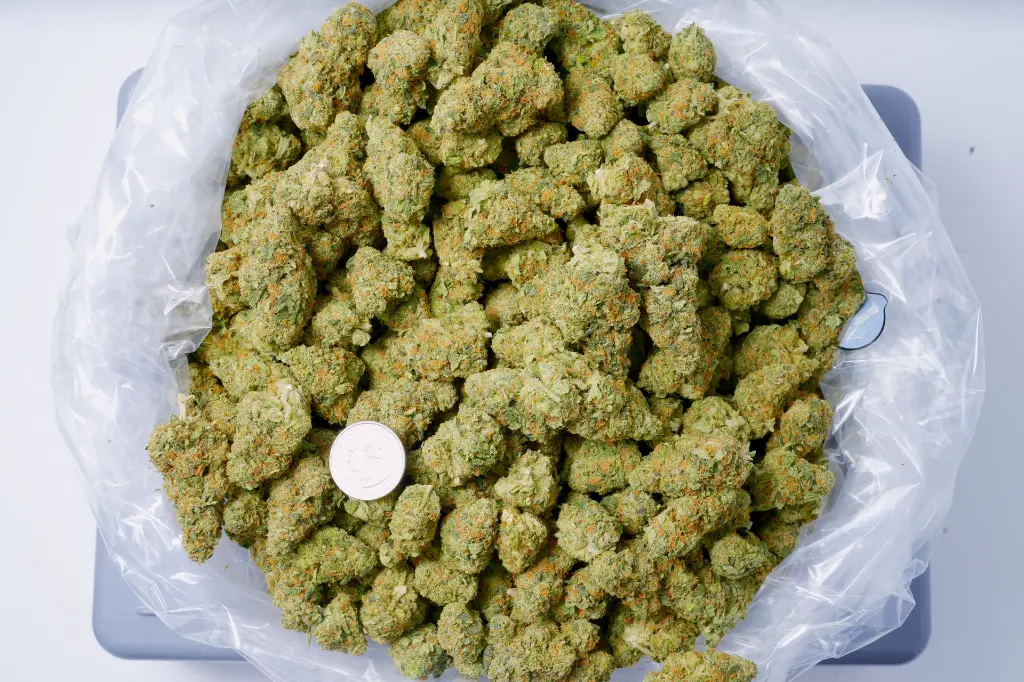 White Lemon Indoor 6-10-26 BAG.webp
