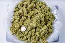 White Lemon Indoor 6-10-26 BAG.webp