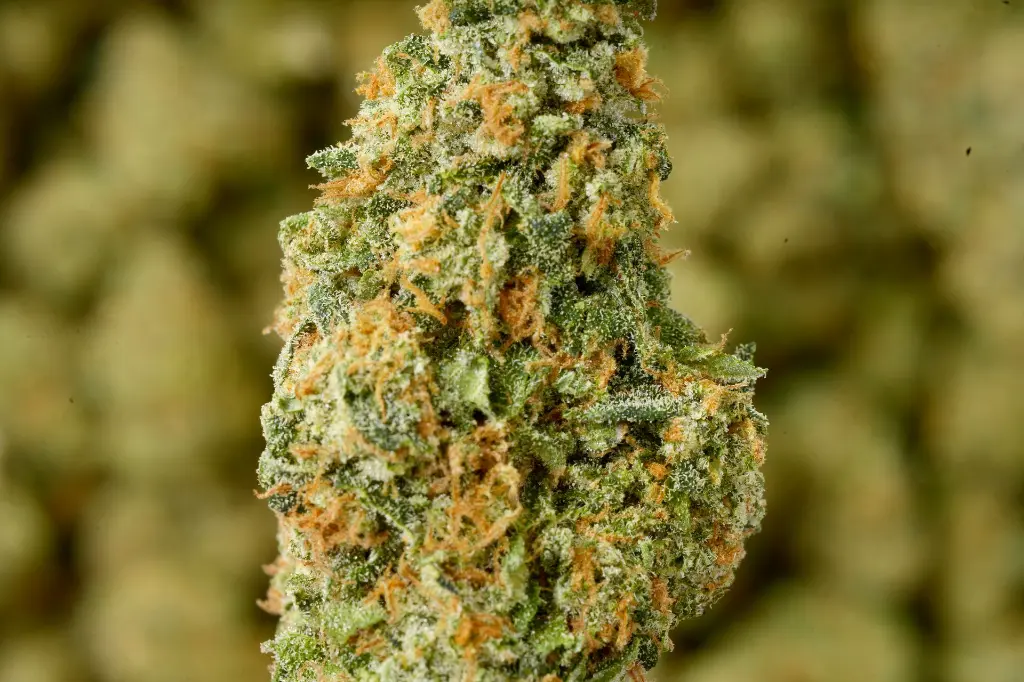 White Lemon Indoor 6-10-26 MACRO.webp