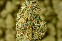White Lemon Indoor 6-10-26 MACRO.webp