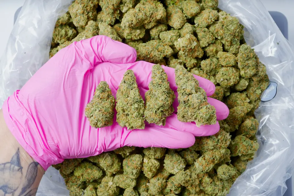White Lemon Indoor 6-10-26 PINK.webp