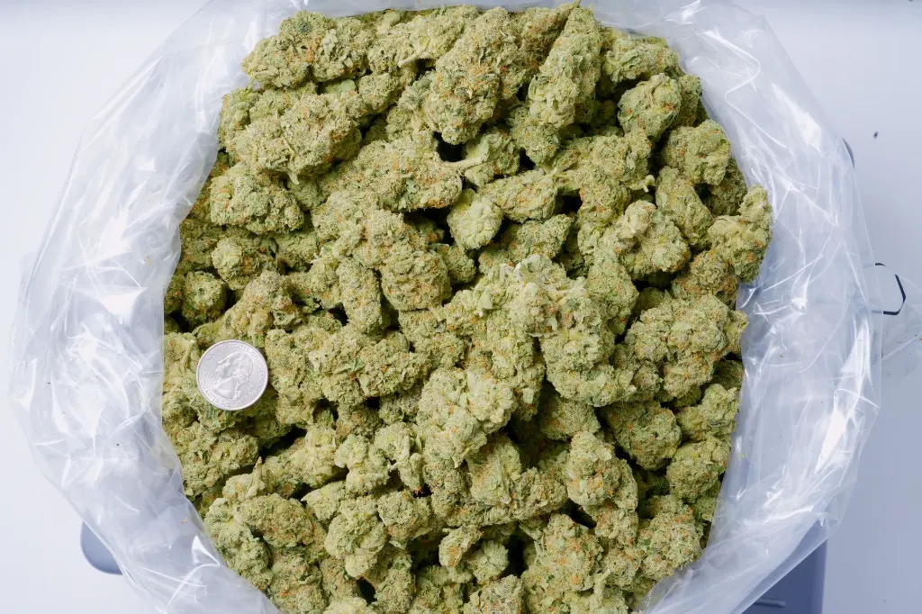 Apple Sherbet Indoors 6-10-26 BAG.webp