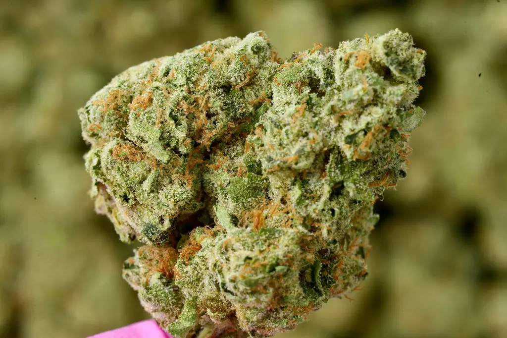Apple Sherbet Indoors 6-10-26 MACRO.webp