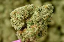 Apple Sherbet Indoors 6-10-26 MACRO.webp