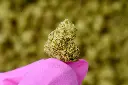 Sherb Scotty Smalls  6-10-26 MACRO.webp