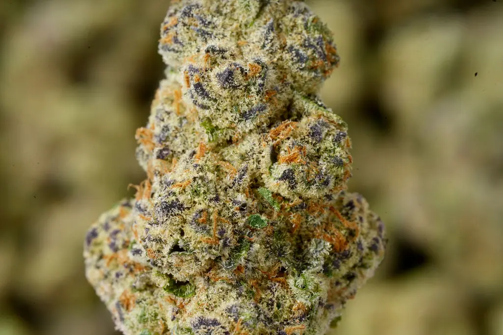 Hooch Indoor 6-10-26 MACRO.webp