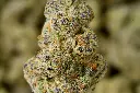 Hooch Indoor 6-10-26 MACRO.webp