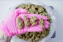 Hooch Indoor 6-10-26 PINK.webp