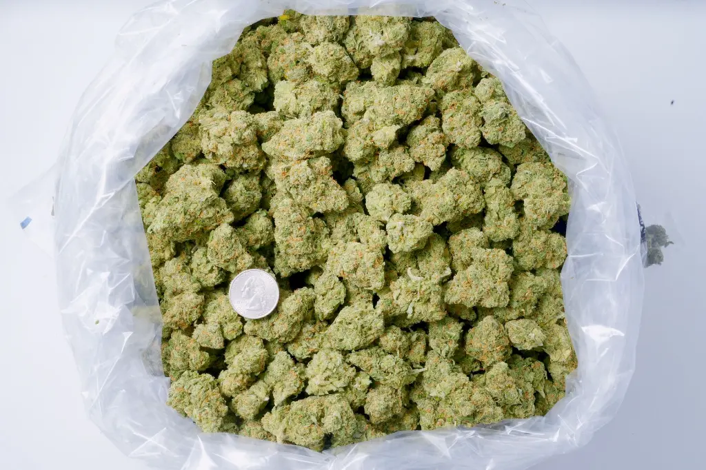Jack Herer Indoor 6-10-26 BAG.webp