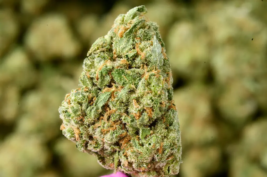 Jack Herer Indoor 6-10-26 MACRO.webp
