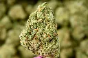 Jack Herer Indoor 6-10-26 MACRO.webp