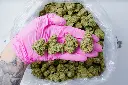 Jack Herer Indoor 6-10-26 PINK.webp