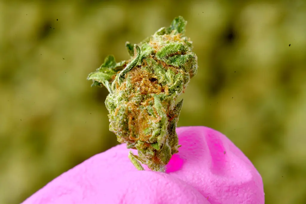 Pure Kush Smalls 6-11-26 MACRO.webp