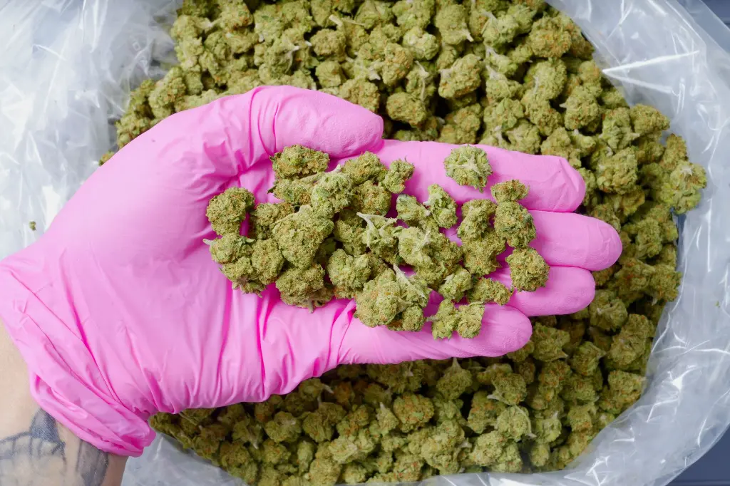 Pure Kush Smalls 6-11-26 PINK.webp