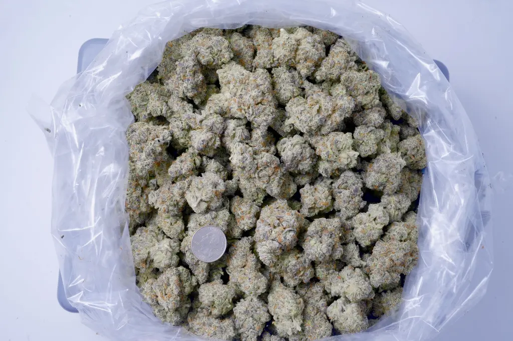 Black Velvet Indoor 6-11-26 BAG.webp