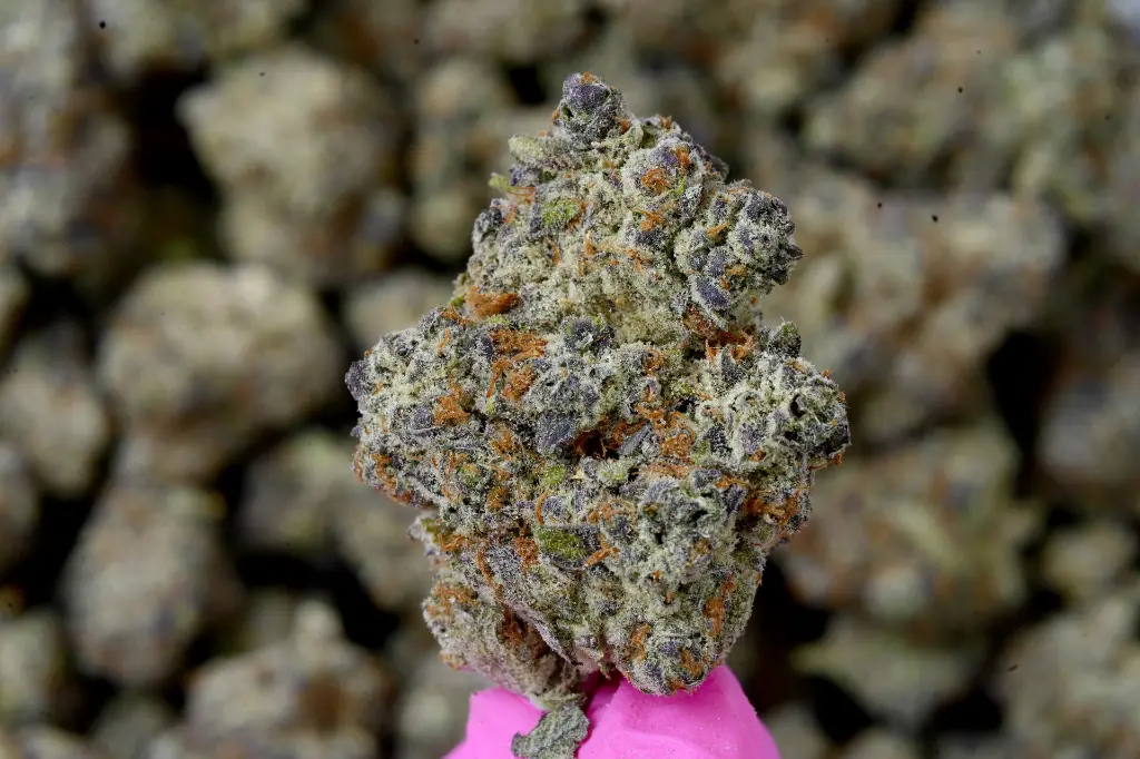 Black Velvet Indoor 6-11-26 MACRO.webp