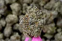 Black Velvet Indoor 6-11-26 MACRO.webp