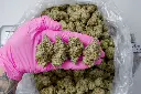 Black Velvet Indoor 6-11-26 PINK.webp