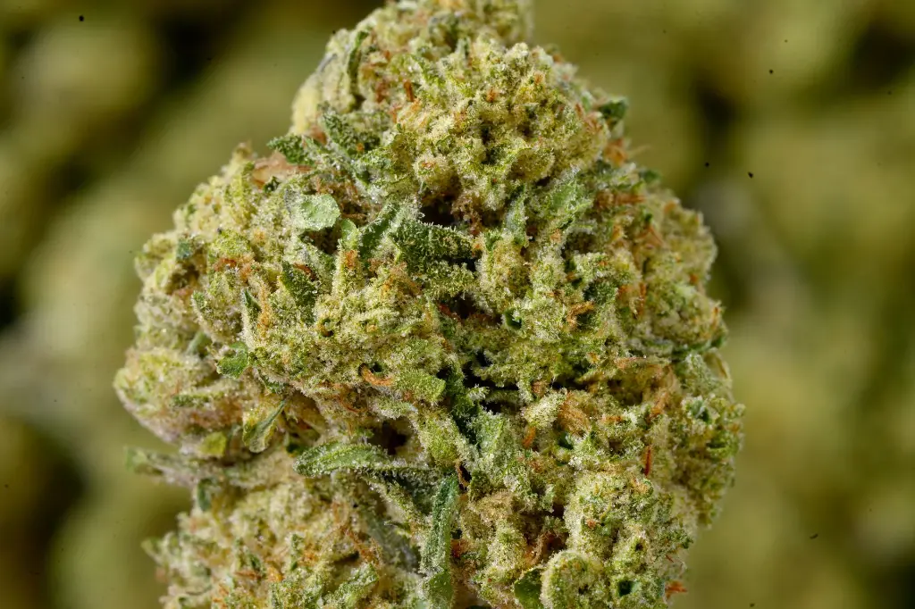 Amaretto Sour MACRO 6-11-26.webp