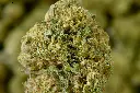 Amaretto Sour MACRO 6-11-26.webp